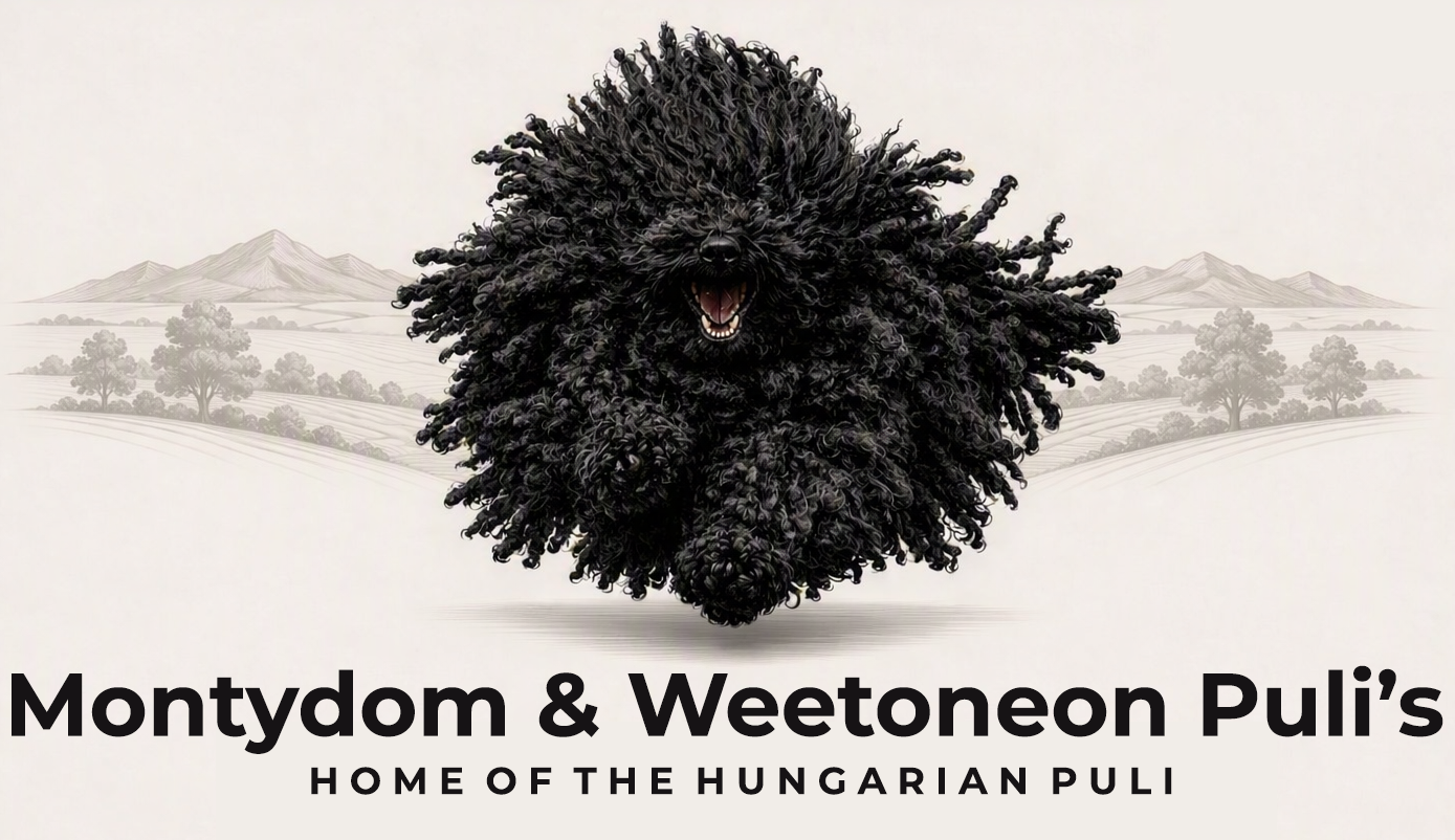 logo-montydom Logo