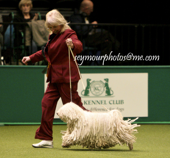 storm-avril-crufts